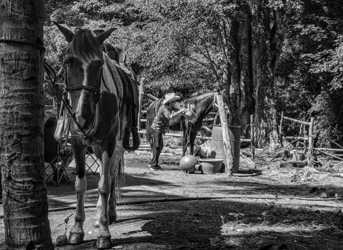 Horses resting in shaded equestrian grounds