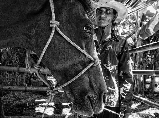 A close connection between a horse and its handler